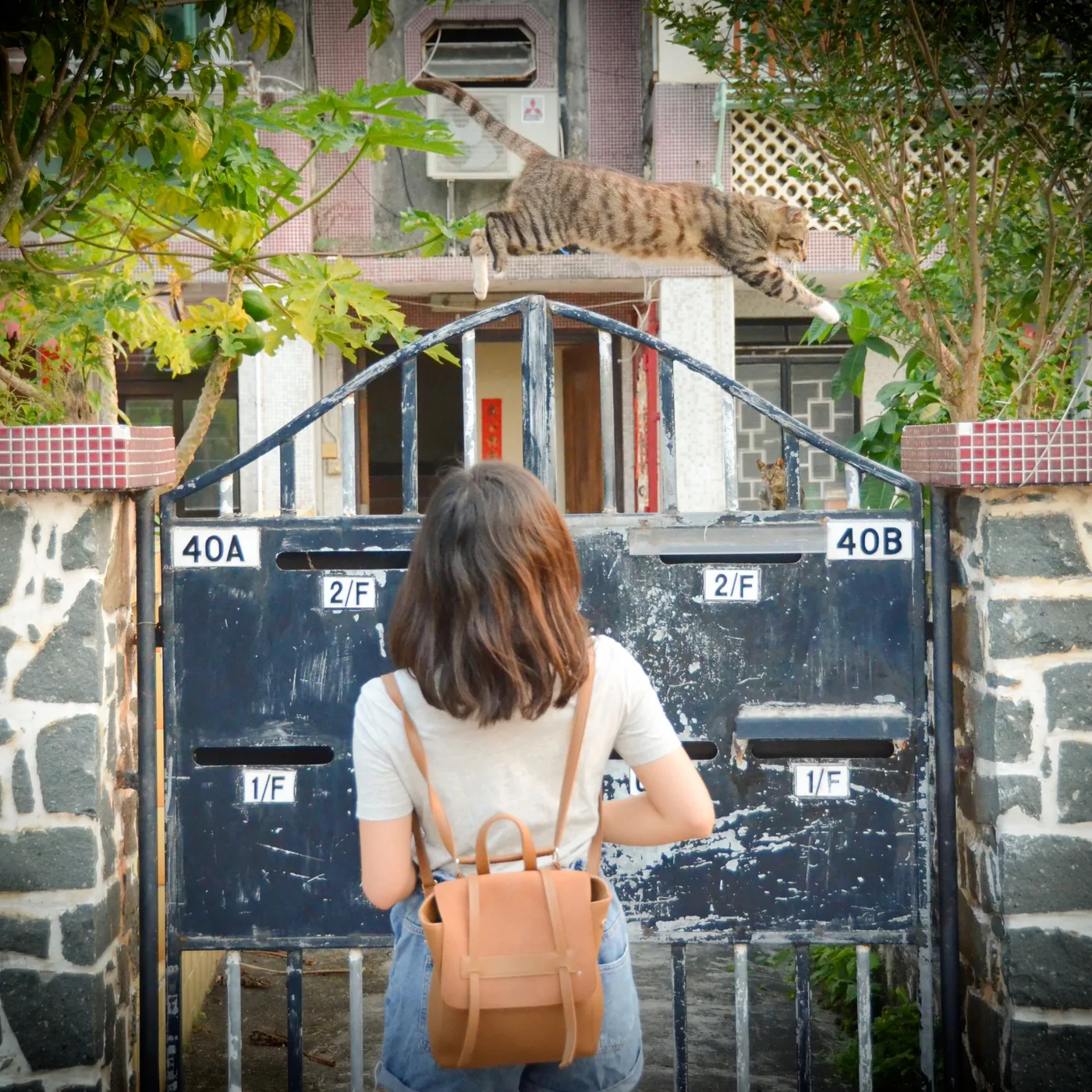 cheungchau_guidemeow